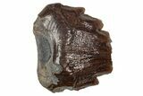 Fossil Nodosaurid (Denversaurus) Tooth - Montana #341027-1